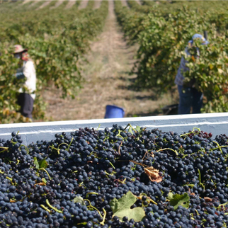 Rolf Binder Wines Vineyard Barossa Valley