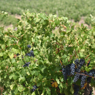 Rolf Binder Wines Vineyard Barossa Valley