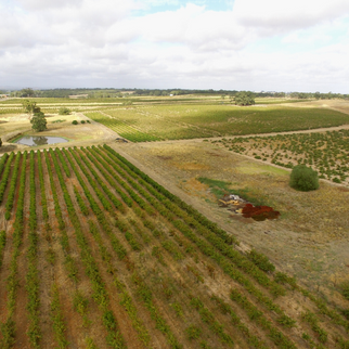 Rolf Binder Wines Vineyard Barossa Valley