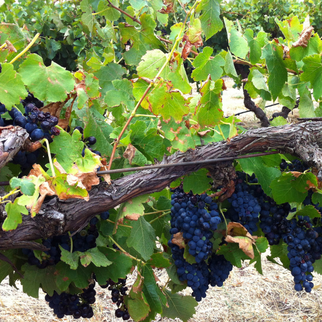 Rolf Binder Wines Vineyard Barossa Valley